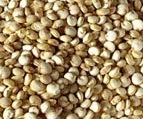 Quinoa (merlík) - obrázek č. 1
