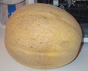Žlutý meloun - obrázek č. 2