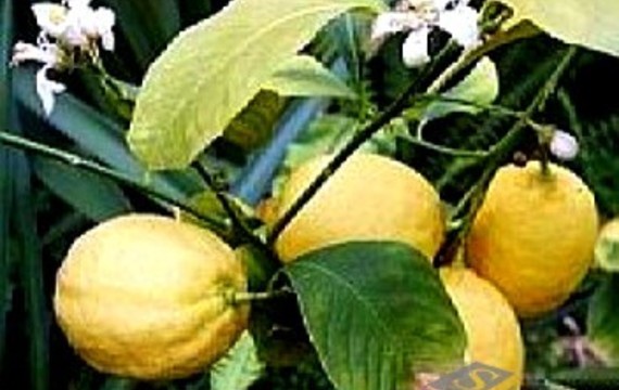 Pěstujete citroníky a pomerančovníky?