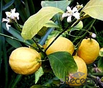 Pěstujete citroníky a pomerančovníky? - obrázek č. 1