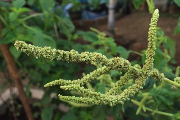 Rostlina amarantu