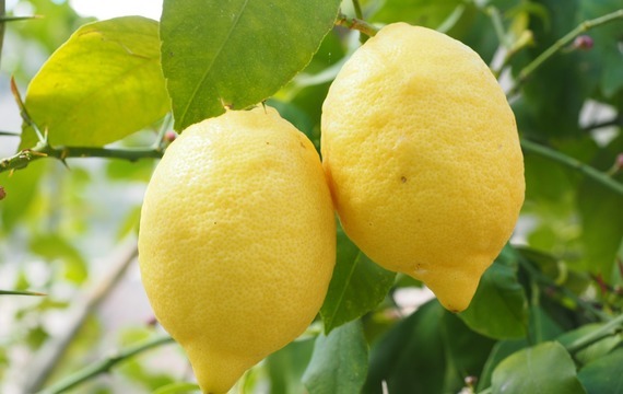 Grilováné citrony s vanilkovou zmrzlinou
