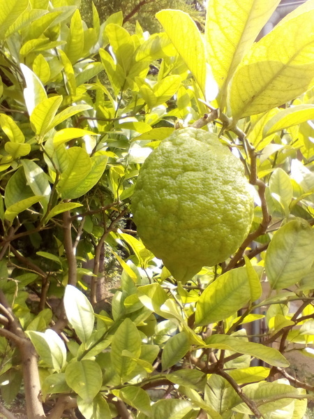 Citronová bábovka