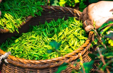Sedm důvodů, proč si zamilujete pití zeleného čaje