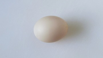 Kachní vejce - obrázek č. 1