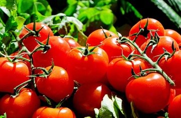 Milujete rajčata? A umíte poznat jejich kvalitu? - obrázek č. 1