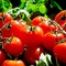 Milujete rajčata? A umíte poznat jejich kvalitu?