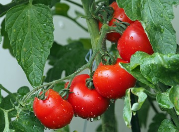 Milujete rajčata? A umíte poznat jejich kvalitu? - obrázek č. 2