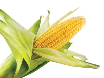 Kukuřice - obrázek č. 1