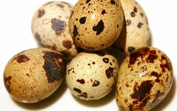 Křepelčí vejce