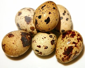 Křepelčí vejce - obrázek č. 1