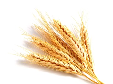 Pšenice - obrázek č. 1