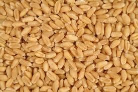 Pšenice - obrázek č. 2