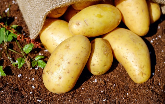 Brambory: z kterých je dobrá kaše nebo bramborový salát?