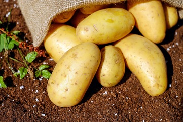 Brambory: z kterých je dobrá kaše nebo bramborový salát? - obrázek č. 1
