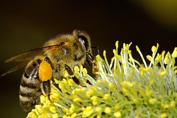 5 věcí, které jste možná o medu vůbec netušili - obrázek č. 2